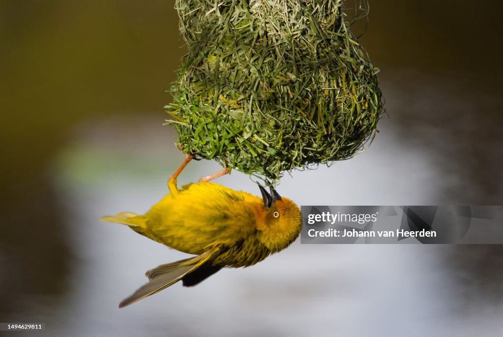 Cape Weaver with nest