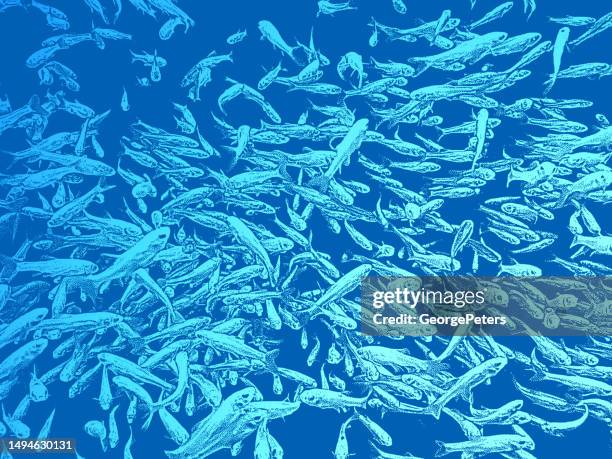 Minnows Color Neon Freshwater Fish Photos and Premium High Res Pictures - Getty Images