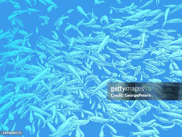large group of minnows in fish tank - school of fish stock illustrations