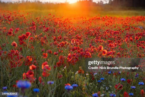 poppy day - world war i peace stockfoto's en -beelden