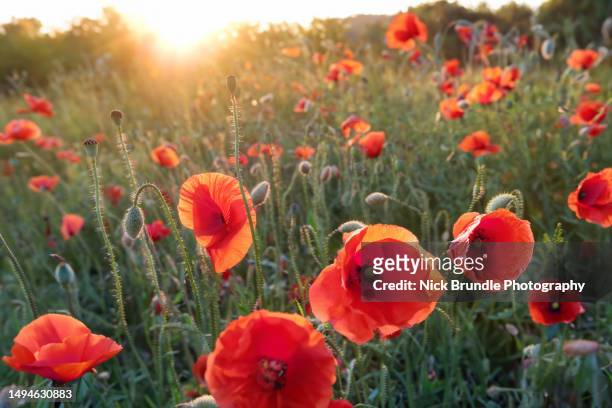poppy day - world war i peace stockfoto's en -beelden