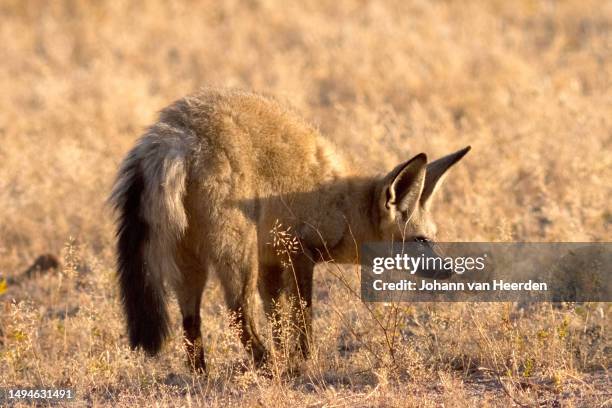 bat-eared fox - bat eared fox stock pictures, royalty-free photos & images