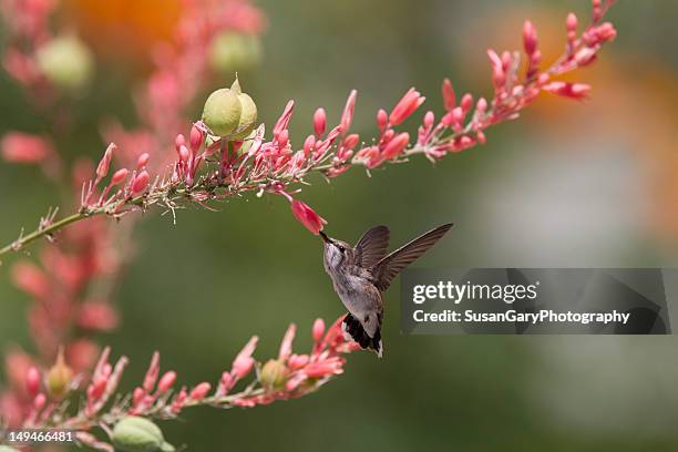 hummingbird and desert wildflowers - la quinta california fotografías e imágenes de stock