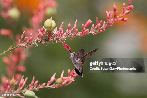 hummingbird and desert wildflowers - comté de riverside photos et images de collection