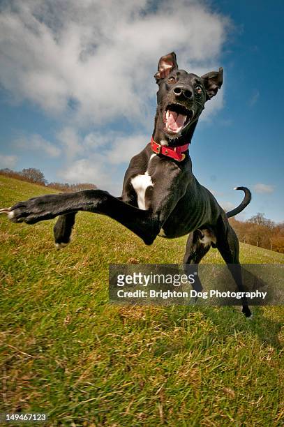 jumping black lurcher - dog jump ストックフォトと画像