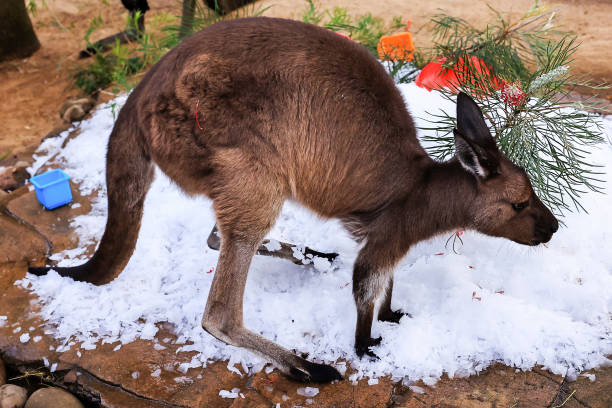 AUS: Sydney Zoo Welcomes Winter With Snow And Treats For Animals