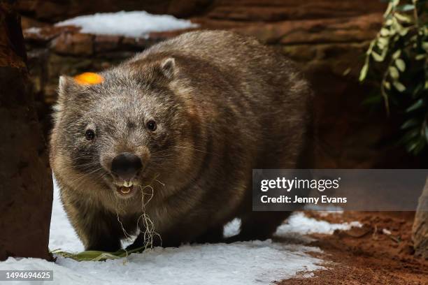 Ringo the Wombat eats a treat on May 31, 2023 in Sydney, Australia. Creatures living at the zoo welcomed the arrival of winter with snow and an array...