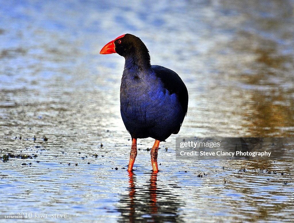 Pukeko Blue Pukeko High-Res Stock Photo - Getty Images