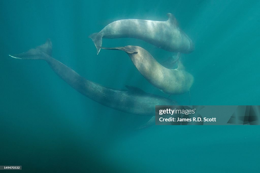 Long Finned Pilot Whales