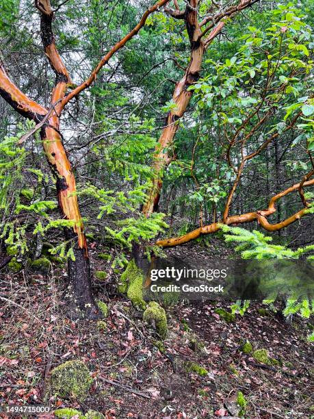 pacific madrone tree - pacific madrone stockfoto's en -beelden