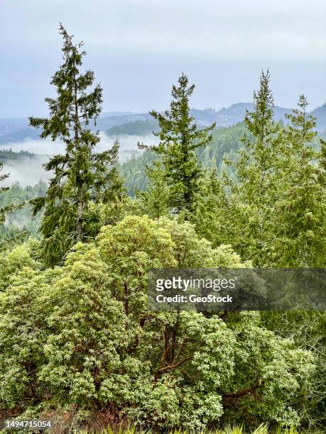 douglas fir and pacific madrone trees - pacific madrone stockfoto's en -beelden