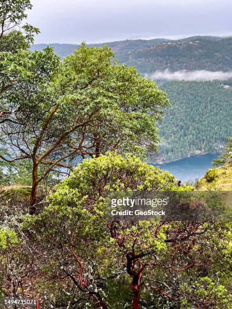 arbutus trees - pacific madrone stockfoto's en -beelden