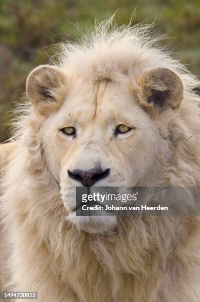 white lion portrait - leão branco - fotografias e filmes do acervo