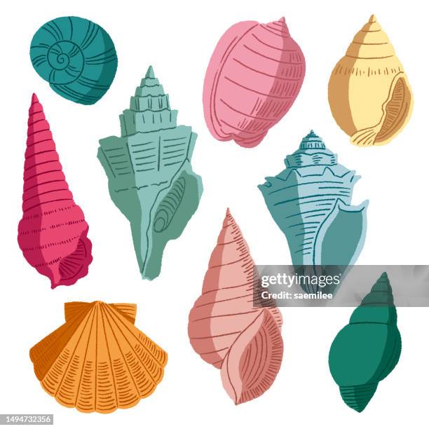 colorful seashells - clam seafood stock illustrations