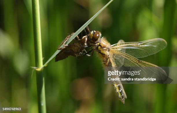 a freshly emerged immature four-spotted chaser (libellula quadrimaculata) perching on a reed on its exuvium. - animal body stock pictures, royalty-free photos & images
