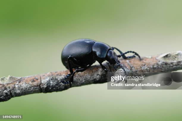 a bloody-nosed beetle, timarcha tenebricosa, on a twig. - black beatle stock pictures, royalty-free photos & images