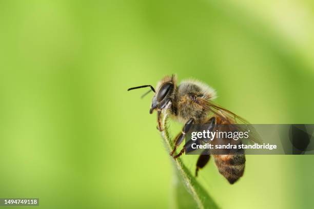 a pretty honey bee (apis mellifera) resting on a leaf in springtime. - honey bee stock pictures, royalty-free photos & images