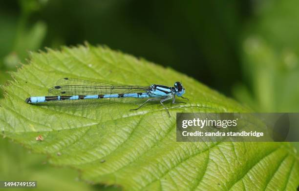 a common blue damselfly, enallagma cyathigerum, resting on a leaf. - damselfly stockfoto's en -beelden