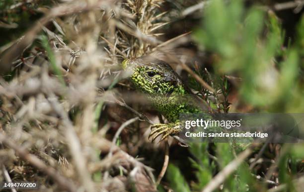 a rare male sand lizard, lacerta agilis, resting in the undergrowth in springtime. - reptile camouflage stock pictures, royalty-free photos & images