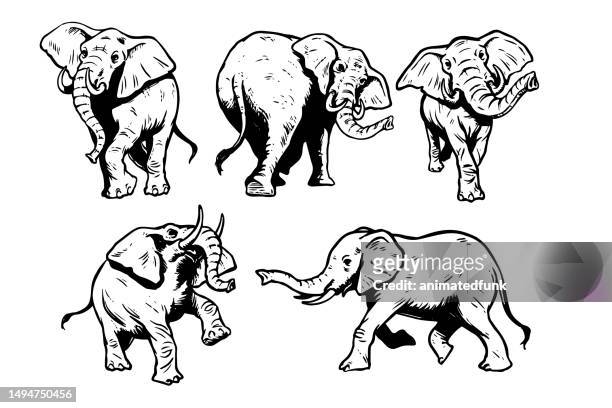 stockillustraties, clipart, cartoons en iconen met elephant illustrations - animal trunk