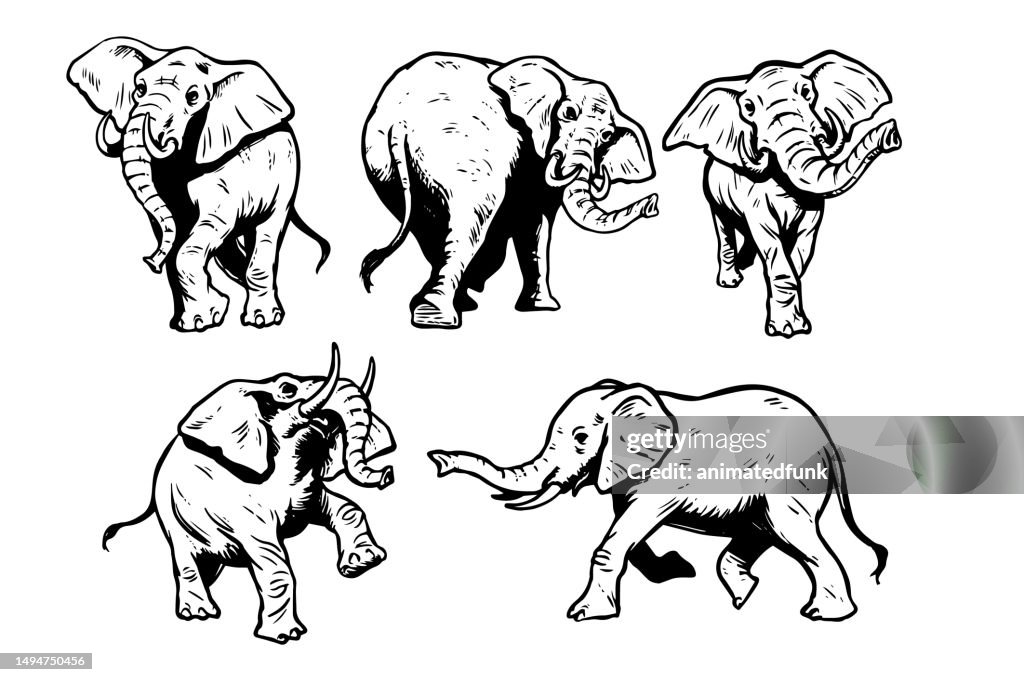 Elephant Illustrations