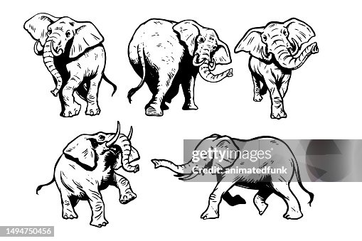 Elephant Illustrations Elephant Illustrations