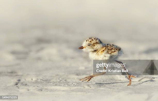 snowy plover chick - regenpfeifer stock-fotos und bilder