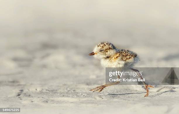 snowy plover chick - plover stock pictures, royalty-free photos & images