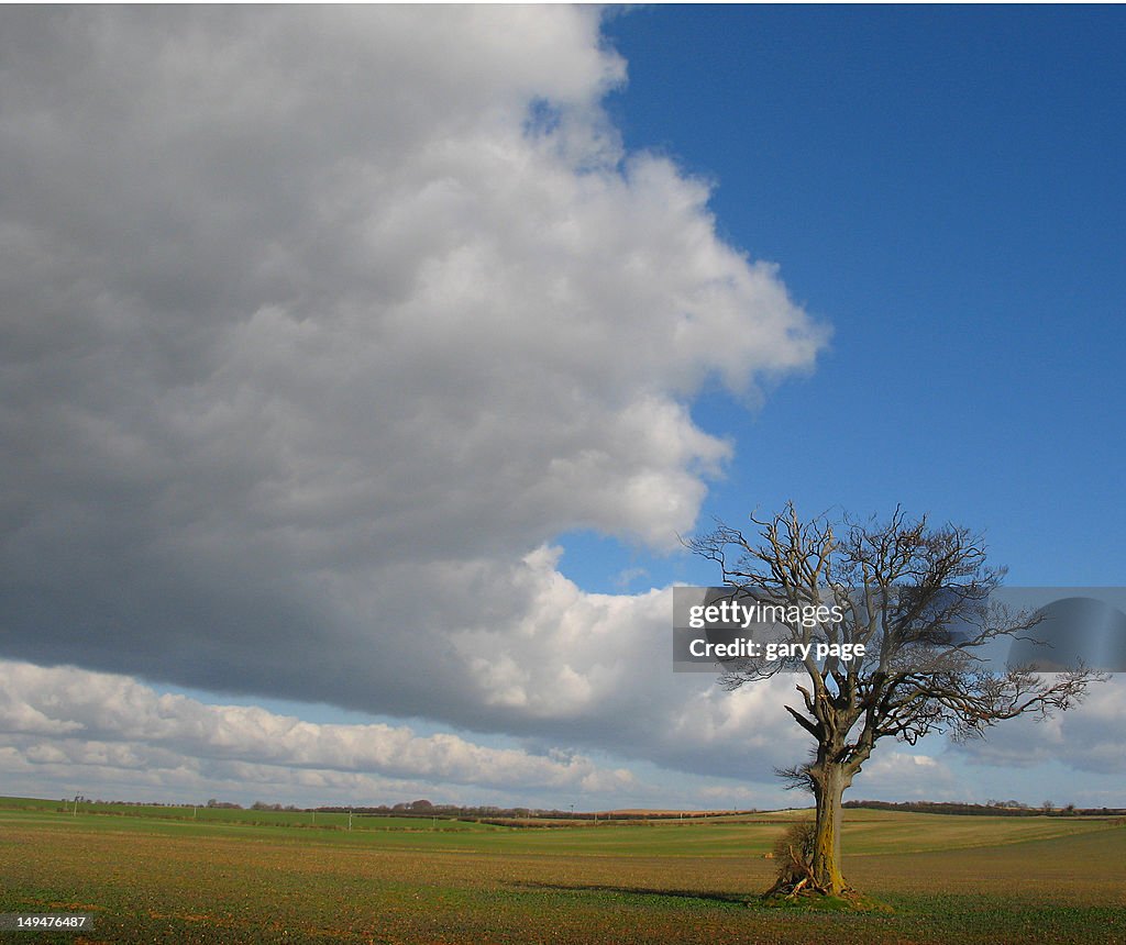 Lonely tree on landscape