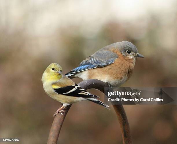 beautiful female goldfinch and eastern bluebird - marietta ga stockfoto's en -beelden