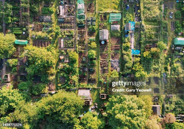 elevated view over allotments in springtime - jardim comunitário imagens e fotografias de stock