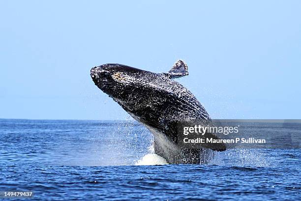 humpback whale breaching - whale jumping stock pictures, royalty-free photos & images