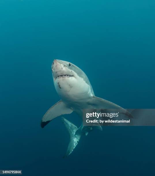 great white shark. - great white shark teeth stock pictures, royalty-free photos & images