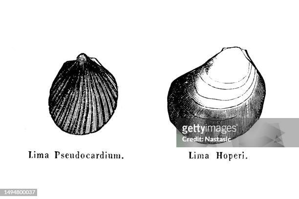 ilustrações, clipart, desenhos animados e ícones de lima pseudocardium e lima hoperi , fósseis do cretáceo - sea turtle