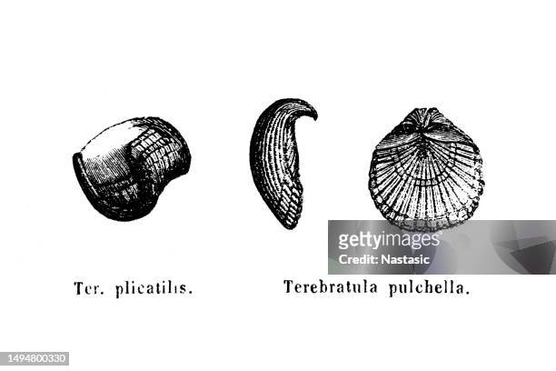 ilustrações, clipart, desenhos animados e ícones de terebratula plicatilis e terebratula pulchella. , fósseis do cretáceo - sea turtle