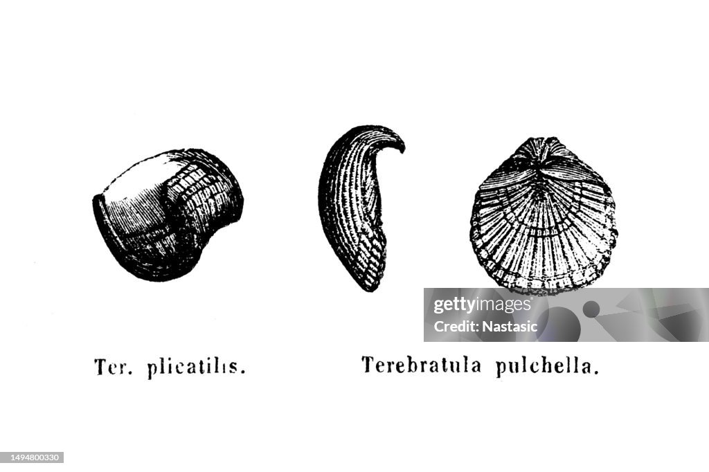 Terebratula plicatilis and Terebratula pulchella. , Cretaceous Fossils