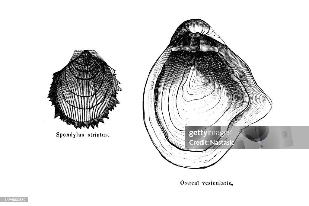 Spondylus striatus. and Ostrea vasicularis , Cretaceous Fossils