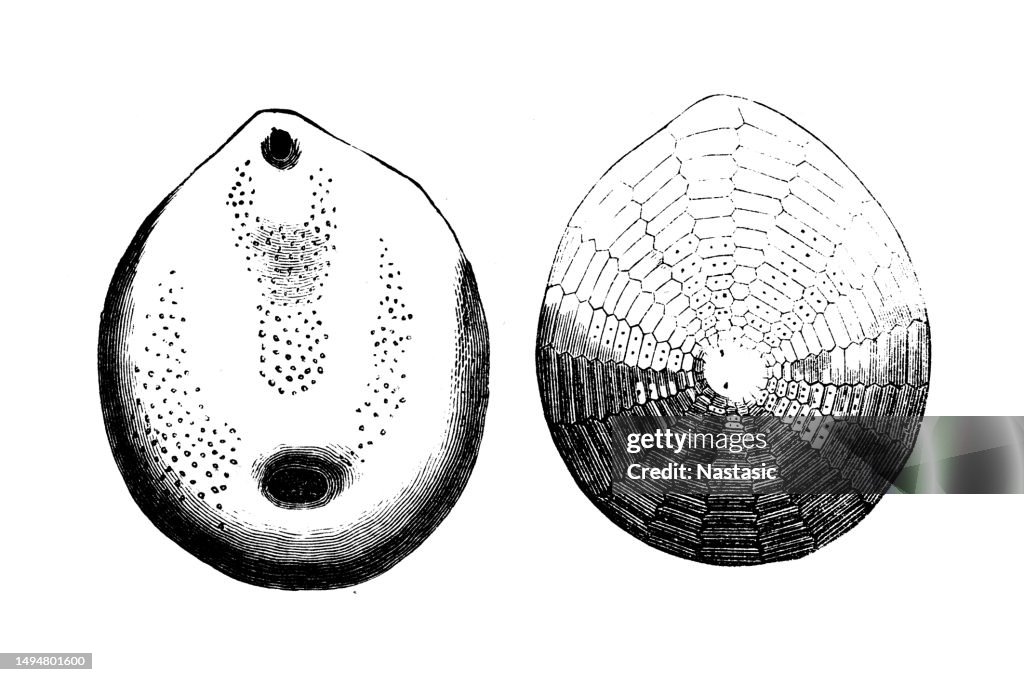 Cretaceous Fossils