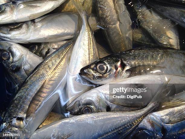 Horse Mackerel , Foto stock