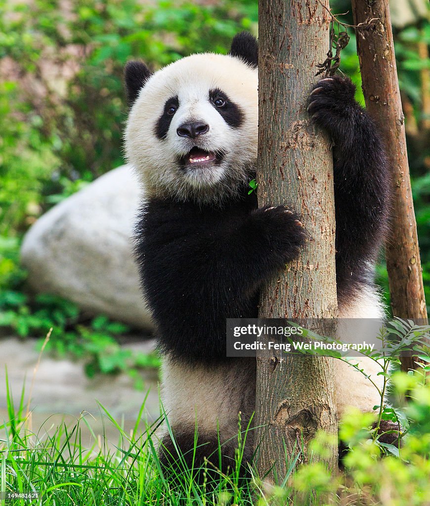 Giant panda cub hugging tree