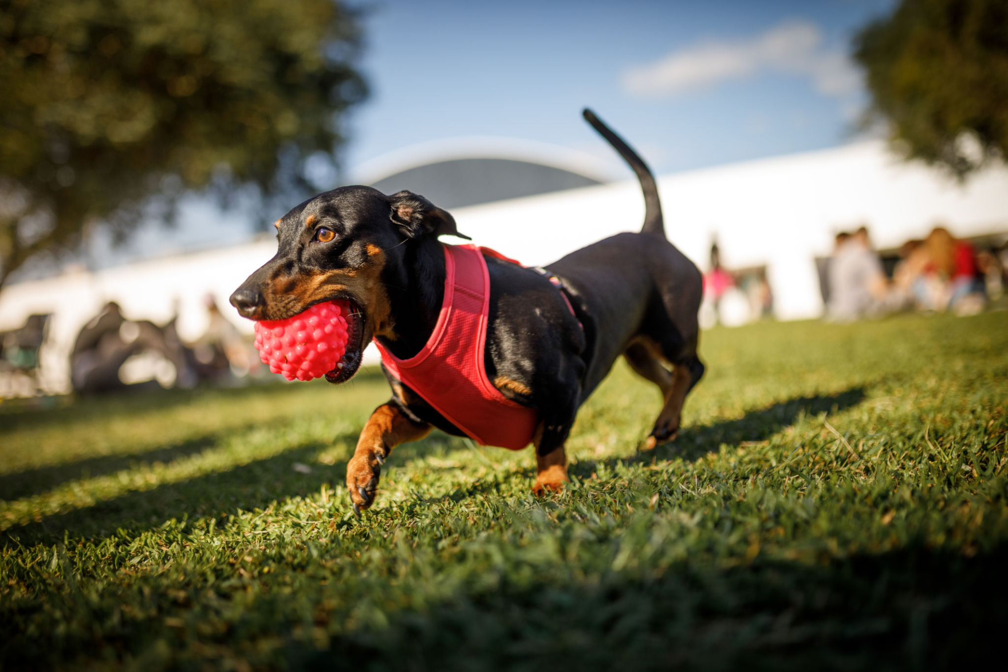 Dog running while holding a ball with it's mouth Dog running while holding a ball with it's mouth