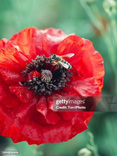 Poppy Definition Definition Of Nectar Photos and Premium High Res Pictures - Getty Images