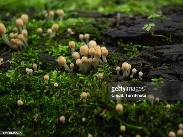 a lot of tiny mushrooms among green moss on tree bark - symbiotic relationship stock-fotos und bilder