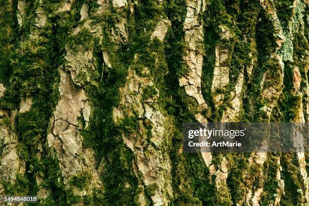 gros plan de l’écorce d’arbre avec texture de mousse - mousse-végétale photos et images de collection