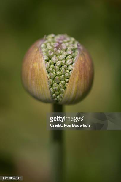 allium bud - flowers busting open stockfoto's en -beelden