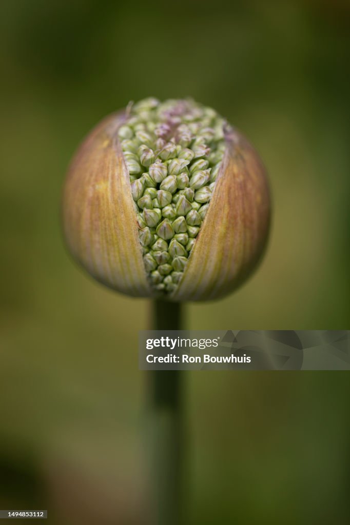 Allium Bud
