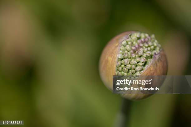 allium bud - flowers busting open stockfoto's en -beelden