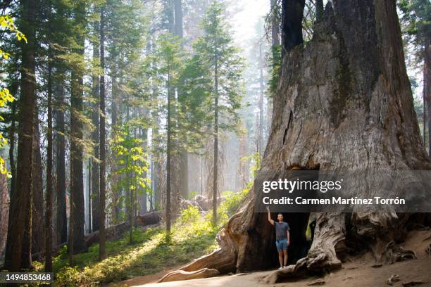man in tunnel through a giant sequoia, yosemite national park, california, united states. - yosemite valley - fotografias e filmes do acervo