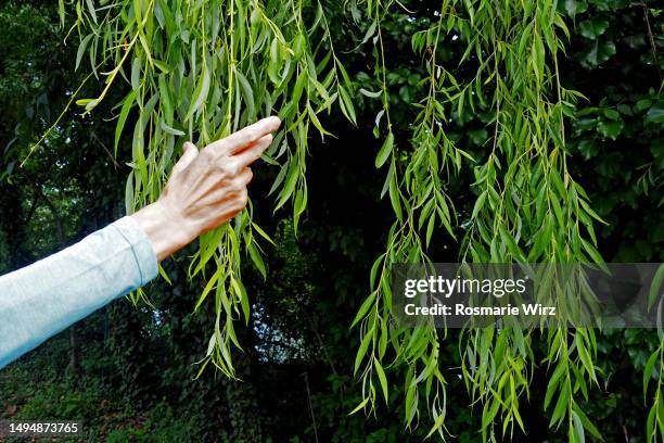 woman's hand touching weeping willow branches - salice foto e immagini stock