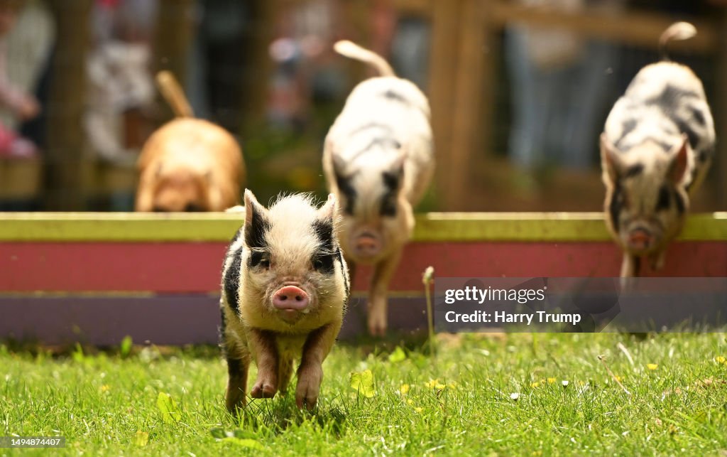 General view as Pigs make their way around the course during a Pig ...